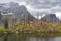 Burned trees and mountains, Lost Lake, Glacier National Park, Montana