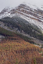 Mountain Pine Beetle (Dendroctonus ponderosae) killed trees, Jasper National Park, Alberta, Canada