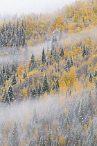 Mixed coniferous and deciduous forest after snowfall in autumn, Wells Gray Provincial Park, British Columbia, Canada