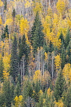 Mixed coniferous and deciduous forest in autumn, Wells Gray Provincial Park, British Columbia, Canada