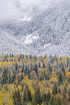 Mixed coniferous and deciduous forest after snowfall in autumn, Wells Gray Provincial Park, British Columbia, Canada