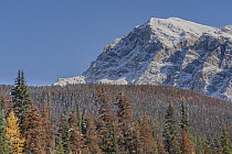 Mountain Pine Beetle (Dendroctonus ponderosae) killed trees, Jasper National Park, Alberta, Canada