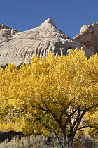 Fremont Cottonwood (Populus fremontii) trees in autumn, Navajo Dome, Capitol Reef National Park, Utah