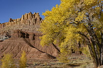 Fremont Cottonwood (Populus fremontii) trees and rock formation, The Castle, Capitol Reef National Park, Utah
