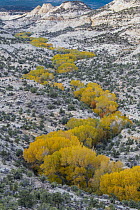 Fremont Cottonwood (Populus fremontii) trees in riverine dip in autumn, Deer Creek Canyon, Grand Staircase-Escalante National Monument, Utah
