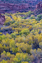 Fremont Cottonwood (Populus fremontii) trees in autumn, Grand Staircase-Escalante National Monument, Utah