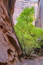 Bigtooth Maple (Acer grandidentatum) tree in canyon, Grand Staircase-Escalante National Monument, Utah