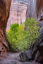 Bigtooth Maple (Acer grandidentatum) tree in canyon, Grand Staircase-Escalante National Monument, Utah