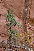 Ponderosa Pine (Pinus ponderosa) tree and cliff, Grand Staircase-Escalante National Monument, Utah