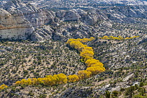 Cottonwood (Populus sp) trees in riverine dip in autumn, Grand Staircase-Escalante National Monument, Utah