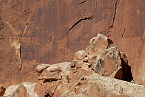 Petroglyphs, Capitol Reef National Park, Utah