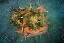 Sheep Crab (Loxorhynchus grandis) and Bat Star (Asterina miniata) feeding on jellyfish, San Diego, California