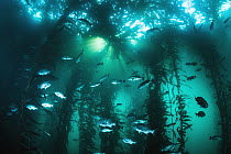 Blue Rockfish (Sebastes mystinus) school in kelp forest, Monterey Bay, California