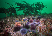Purple Sea Urchin (Strongylocentrotus purpuratus) group creating urchin barren by feeding on kelp, Carmel, California