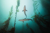 School Shark (Galeorhinus galeus) pair in kelp forest, San Diego, California