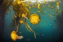 Pacific Sea Nettle (Chrysaora fuscescens) jellyfish in kelp forest, Monterey Bay, California