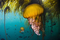 Pacific Sea Nettle (Chrysaora fuscescens) jellyfish in kelp forest, Monterey Bay, California