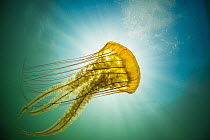 Pacific Sea Nettle (Chrysaora fuscescens) jellyfish, Monterey Bay, California