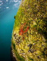 Pelagic Red Crab (Pleuroncodes planipes), indicator of El Nino, California