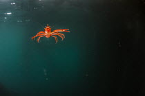 Pelagic Red Crab (Pleuroncodes planipes), indicator of El Nino, California