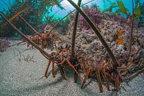 California Spiny Lobster (Panulirus interruptus) trio, La Jolla, California