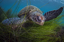 Green Sea Turtle (Chelonia mydas), San Diego, California