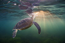 Green Sea Turtle (Chelonia mydas) surfacing, San Diego, California