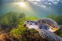 Green Sea Turtle (Chelonia mydas) feeding on seaweed, San Diego, California