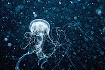 Sea Nettle (Chrysaora quinquecirrha) jellyfish, Saba Bank, Caribbean
