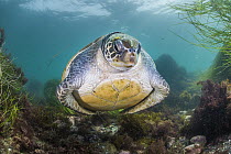 Green Sea Turtle (Chelonia mydas) resting near ocean floor, San Diego, California