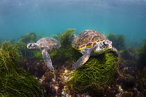 Green Sea Turtle (Chelonia mydas) pair, San Diego, California