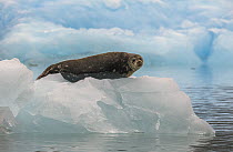Harbor Seal (Phoca vitulina) on ice floe, Alaska