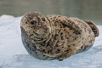Harbor Seal (Phoca vitulina), Alaska