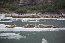Harbor Seal (Phoca vitulina) group on ice floe, Alaska