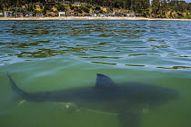 Great White Shark (Carcharodon carcharias) juvenile near coast, Capitola, California