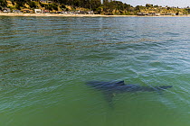 Great White Shark (Carcharodon carcharias) juvenile near coast, Capitola, California