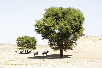 Oryx (Oryx gazella) herd in shade in desert, Kgalagadi Transfrontier Park, South Africa