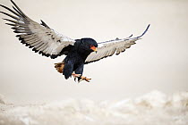 Bateleur Eagle (Terathopius ecaudatus) landing, Kgalagadi Transfrontier Park, South Africa