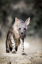Brown Hyena (Hyaena brunnea), Kgalagadi Transfrontier Park, South Africa