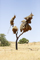 Sociable Weaver (Philetairus socius) nest, Kgalagadi Transfrontier Park, South Africa