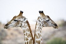 Northern Giraffe (Giraffa camelopardalis) pair, Kgalagadi Transfrontier Park, South Africa