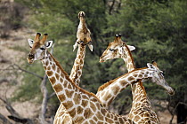 Northern Giraffe (Giraffa camelopardalis) males necking, Kgalagadi Transfrontier Park, South Africa