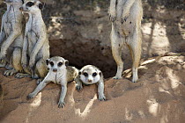 Meerkat (Suricata suricatta) group at burrow, Kgalagadi Transfrontier Park, South Africa