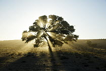 Acacia (Acacia sp) tree, Kgalagadi Transfrontier Park, South Africa