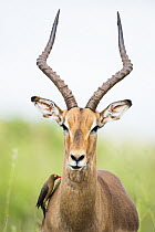 Impala (Aepyceros melampus) male with Red-billed Oxpecker (Buphagus erythrorhynchus) feeding on ticks, Itala Game Reserve, KwaZulu-Natal, South Africa