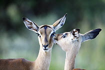 Impala (Aepyceros melampus) calf grooming mother, Itala Game Reserve, KwaZulu-Natal, South Africa