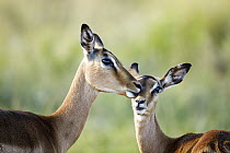 Impala (Aepyceros melampus) mother grooming calf, Itala Game Reserve, KwaZulu-Natal, South Africa