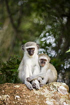 Savanah Monkey (Chlorocebus aethiops) young, iSimangaliso Wetland Park, KwaZulu-Natal, South Africa
