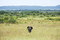 African Elephant (Loxodonta africana) in savanna, iSimangaliso Wetland Park, KwaZulu-Natal, South Africa