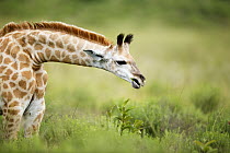 Northern Giraffe (Giraffa camelopardalis) juvenile browsing, iSimangaliso Wetland Park, KwaZulu-Natal, South Africa